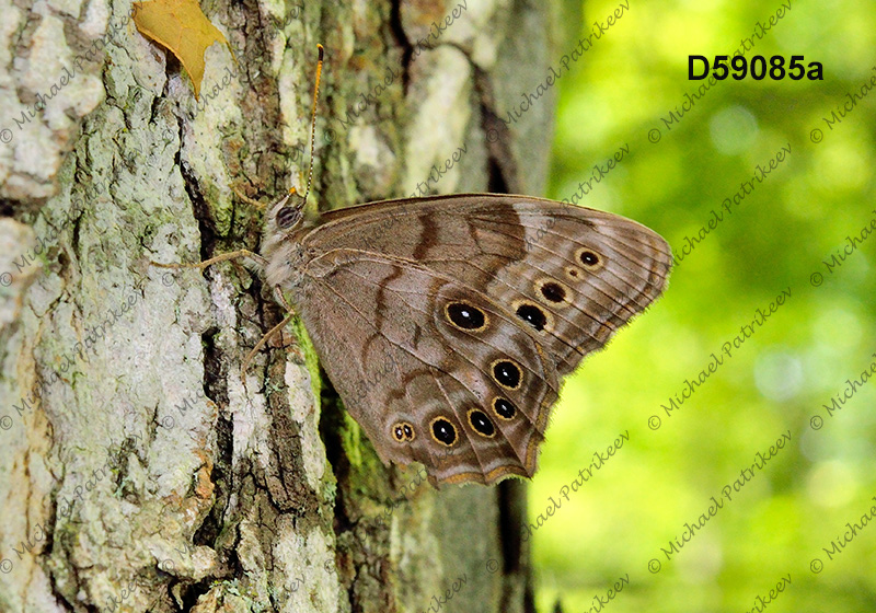 Northern Pearly-eye (Lethe anthedon)